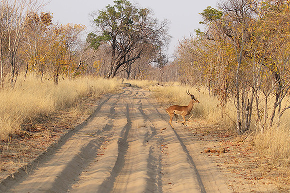 Hwange NP