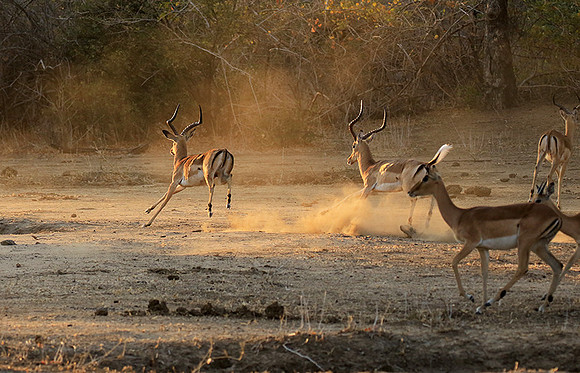 Mana Pools NP