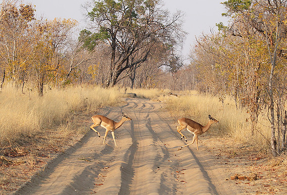 Hwange NP