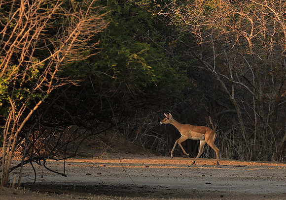 Mana Pools NP