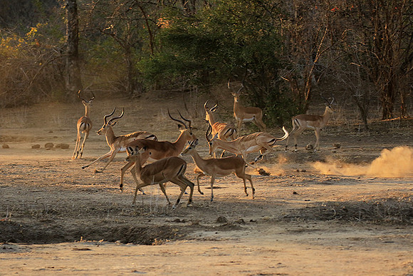 Mana Pools NP