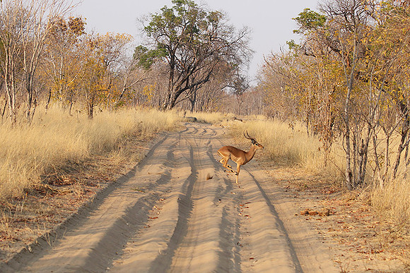 Hwange NP