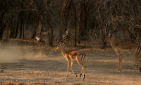 Mana Pools NP