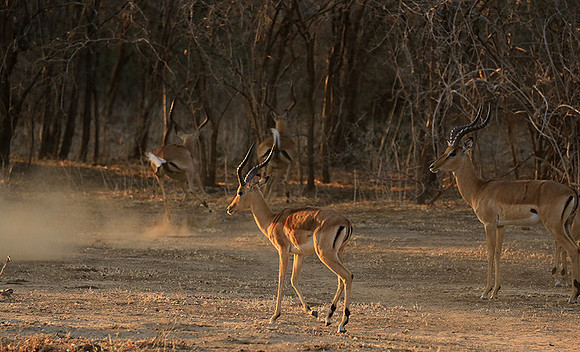 Mana Pools NP