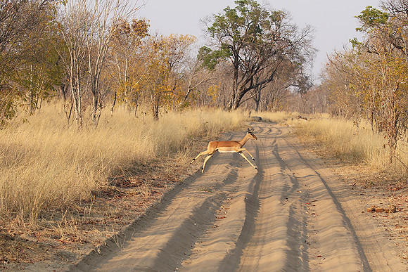 Hwange NP