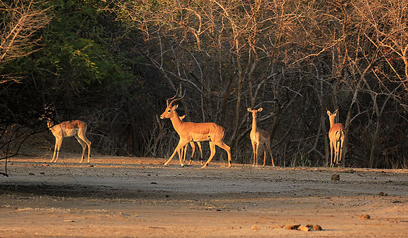 Mana Pools NP