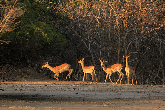 Mana Pools NP