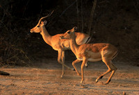 Mana Pools NP