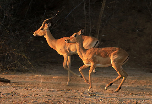 Mana Pools NP