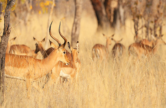Hwange National Park