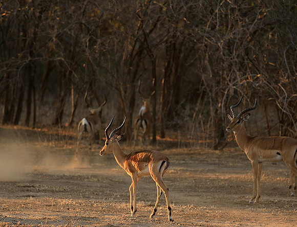 Mana Pools NP
