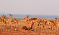 Matusadona NP