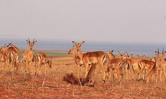 Matusadona NP