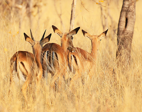 Hwange National Park