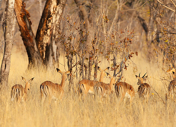 Hwange National Park