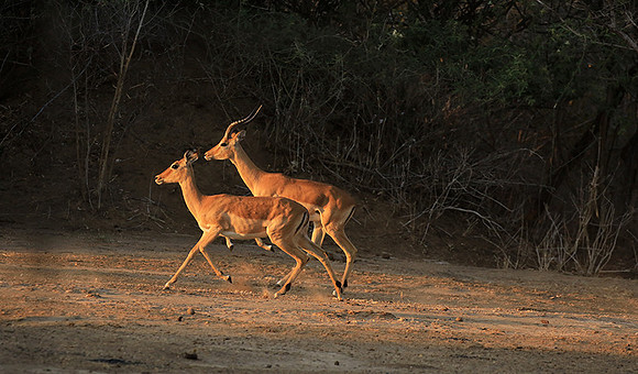 Mana Pools NP