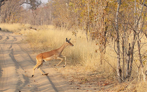 Hwange NP