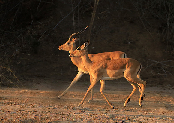 Mana Pools NP