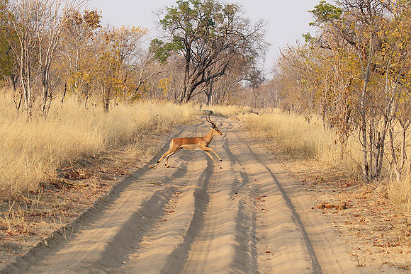 Hwange NP