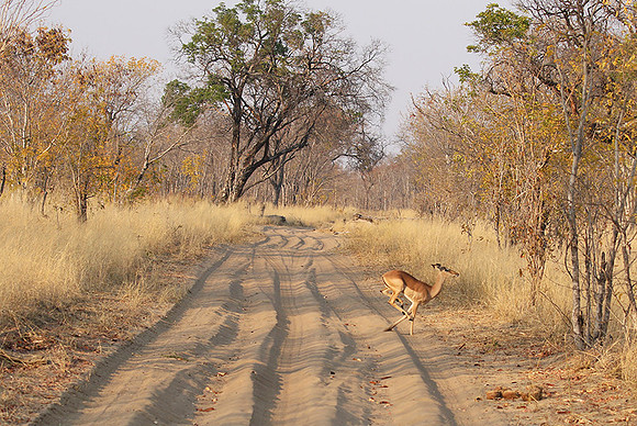 Hwange NP