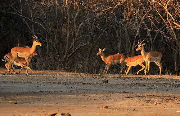 Mana Pools NP