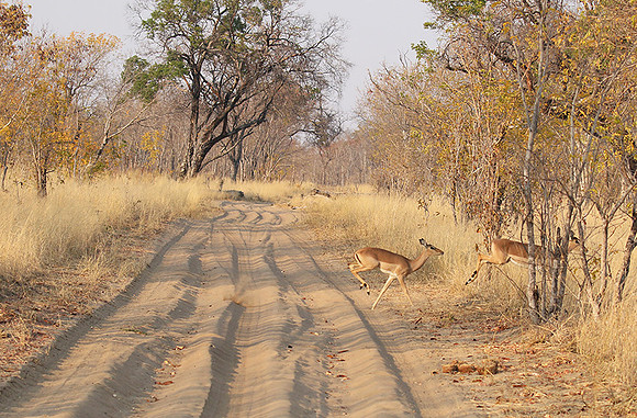 Hwange NP