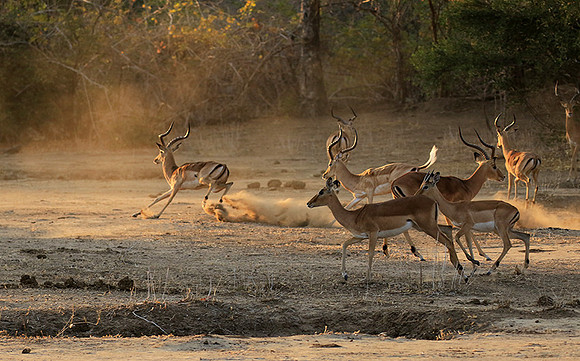 Mana Pools NP