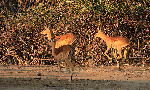 Mana Pools NP