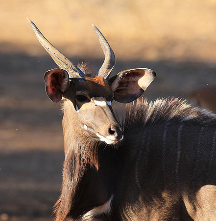 Malilangwe wildlife reserve