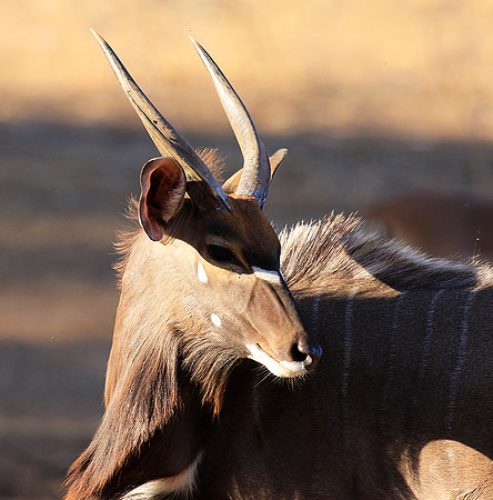 Malilangwe wildlife reserve