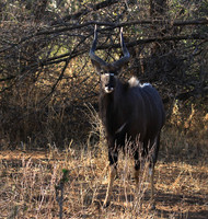 Malilangwe wildlife reserve