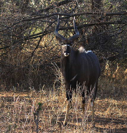 Malilangwe wildlife reserve