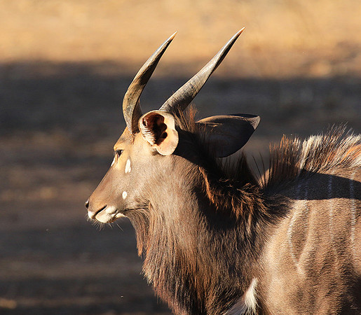 Malilangwe wildlife reserve