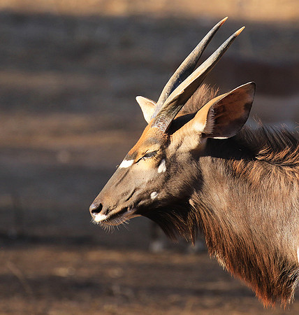 Malilangwe wildlife reserve