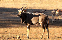 Malilangwe wildlife reserve