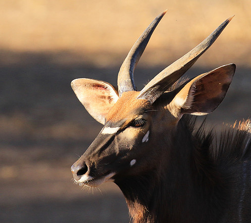 Malilangwe wildlife reserve