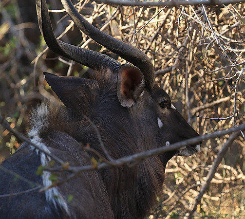 Malilangwe wildlife reserve