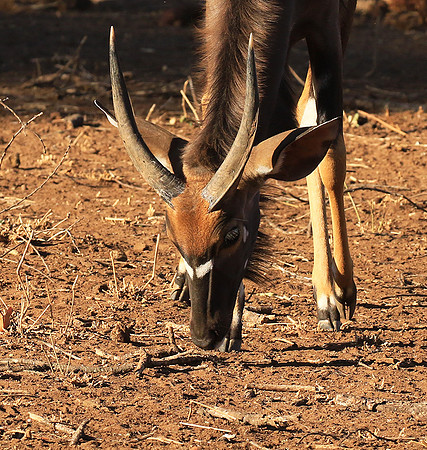 Malilangwe wildlife reserve