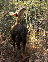 Malilangwe wildlife reserve