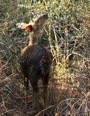 Malilangwe wildlife reserve