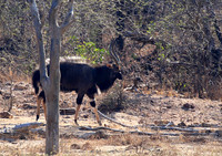 Malilangwe wildlife reserve