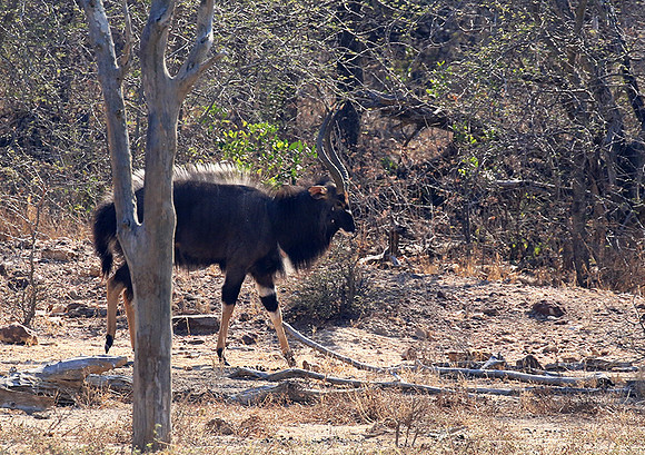 Malilangwe wildlife reserve