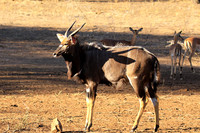 Malilangwe wildlife reserve