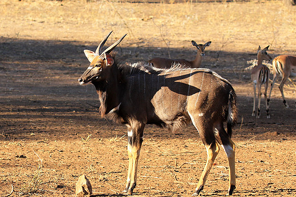 Malilangwe wildlife reserve