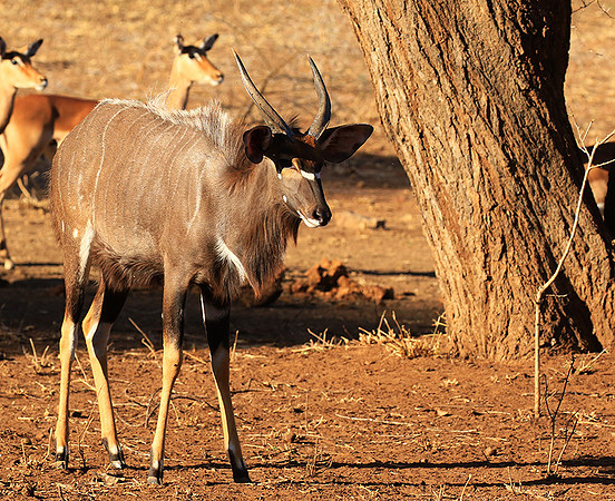 Malilangwe wildlife reserve