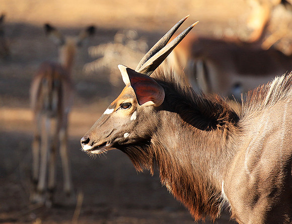 Malilangwe wildlife reserve