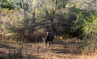 Malilangwe wildlife reserve