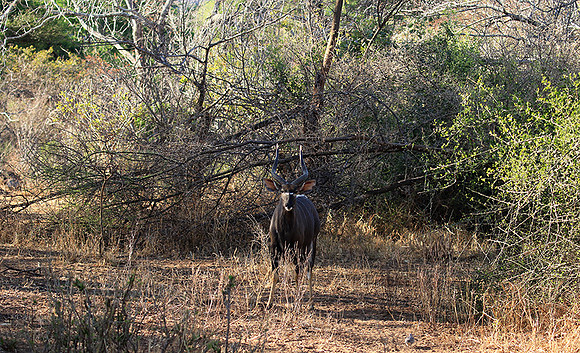 Malilangwe wildlife reserve