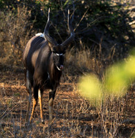 Malilangwe wildlife reserve