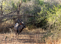 Malilangwe wildlife reserve